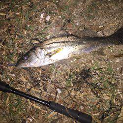 ゆる〜〜い潮にてセイゴ